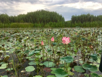 Blooming Lotus, Tasik Chini