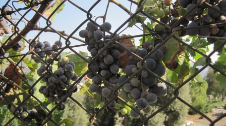 Grape vines near St John's Church