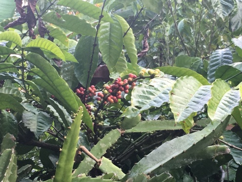 Ripened Coffee Beans